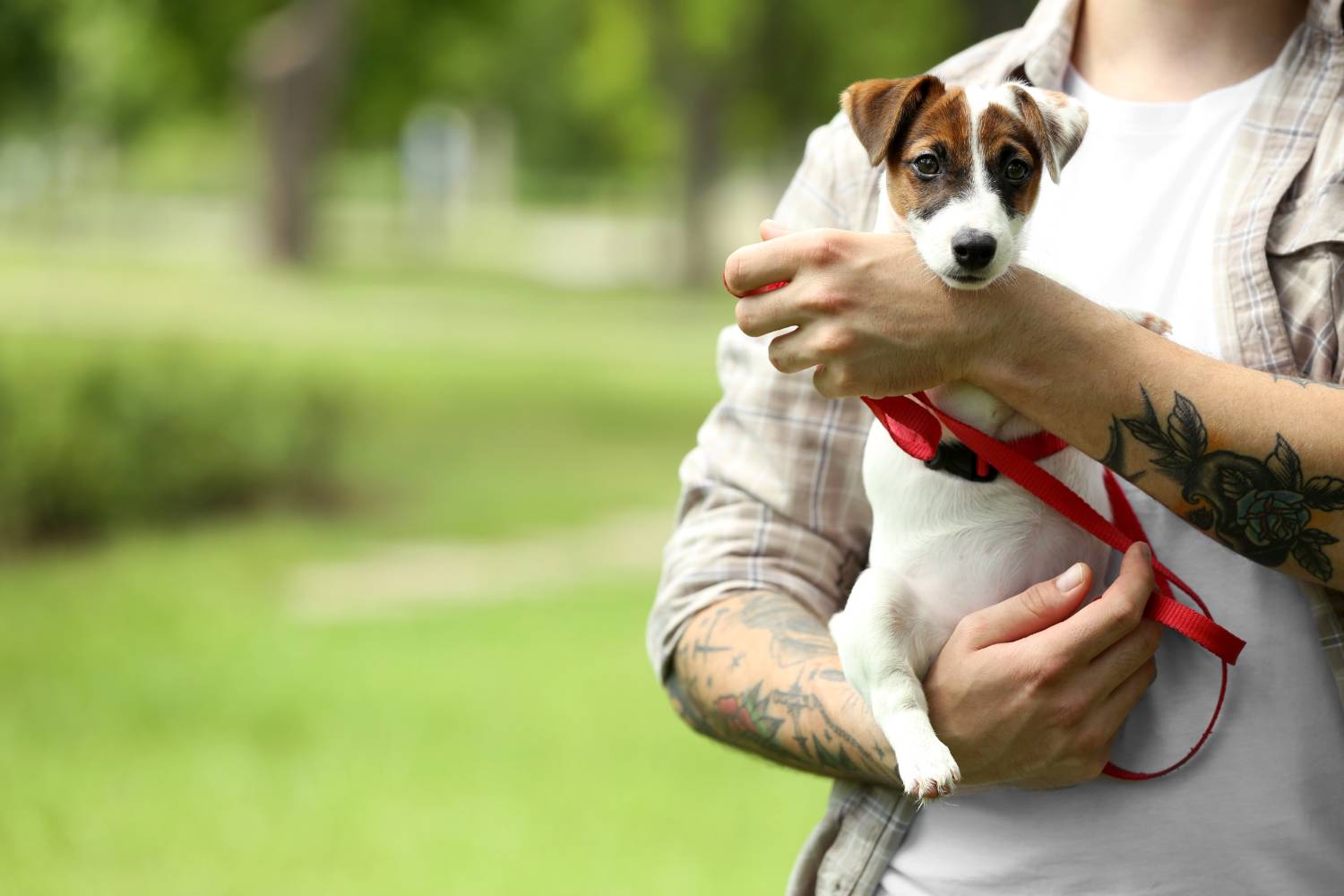 perro en brazos de mujer